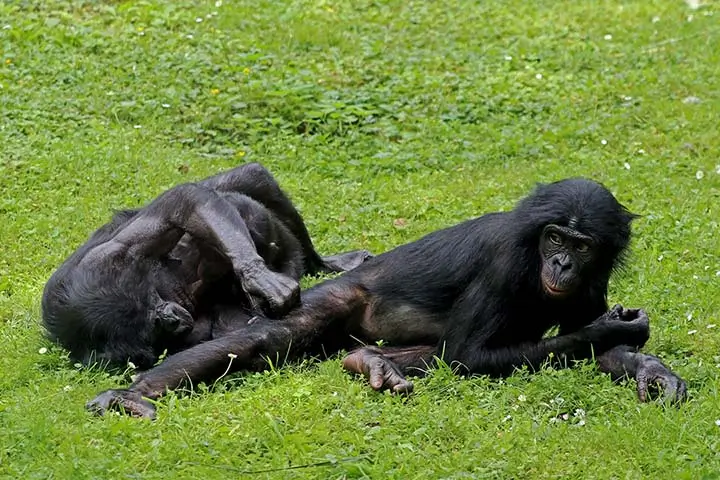 Bonobos